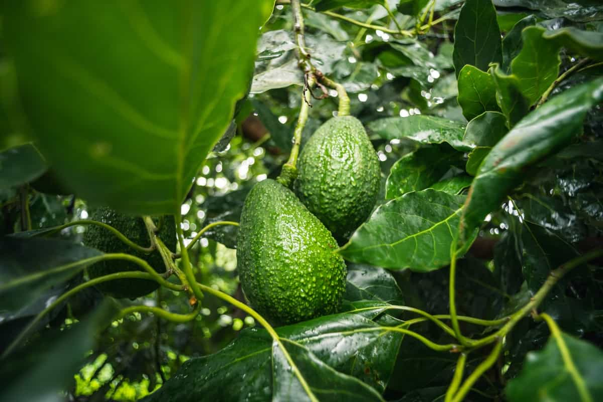 Hojas de Plantas más Usadas en la Gastronomía Mexicana.