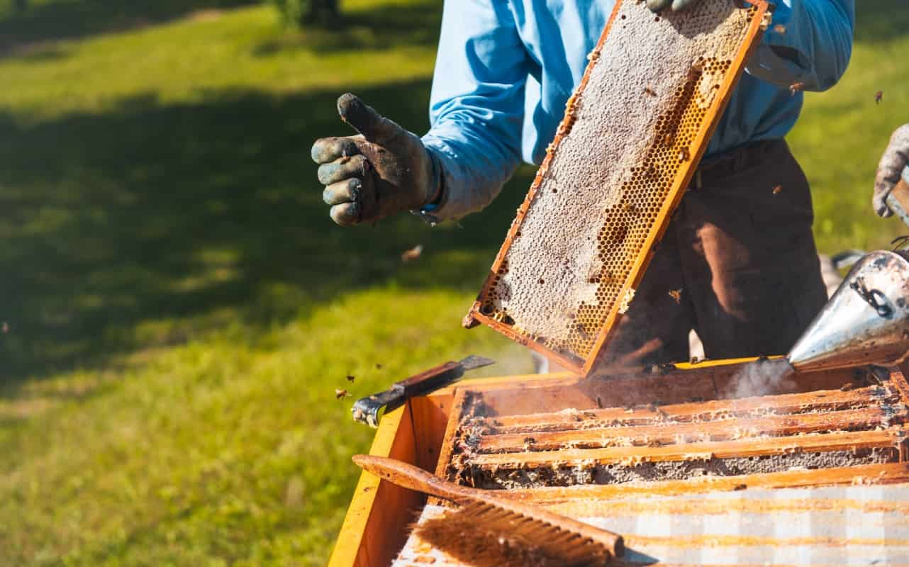 Miel de abeja vs. Miel de agave: cuáles son las diferencias.