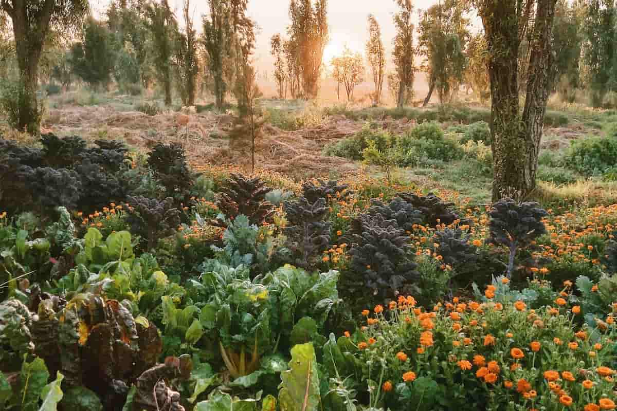 alimentación consciente 