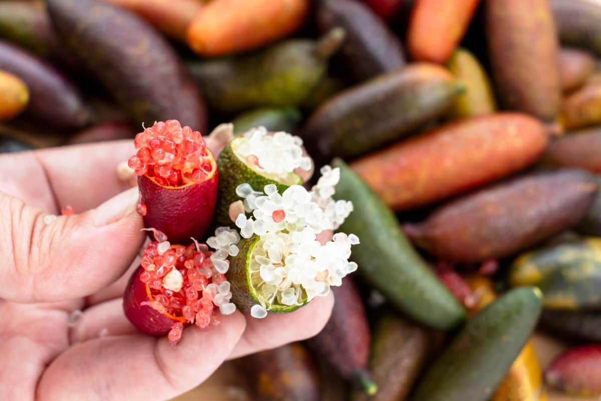 fingerlime limon caviar