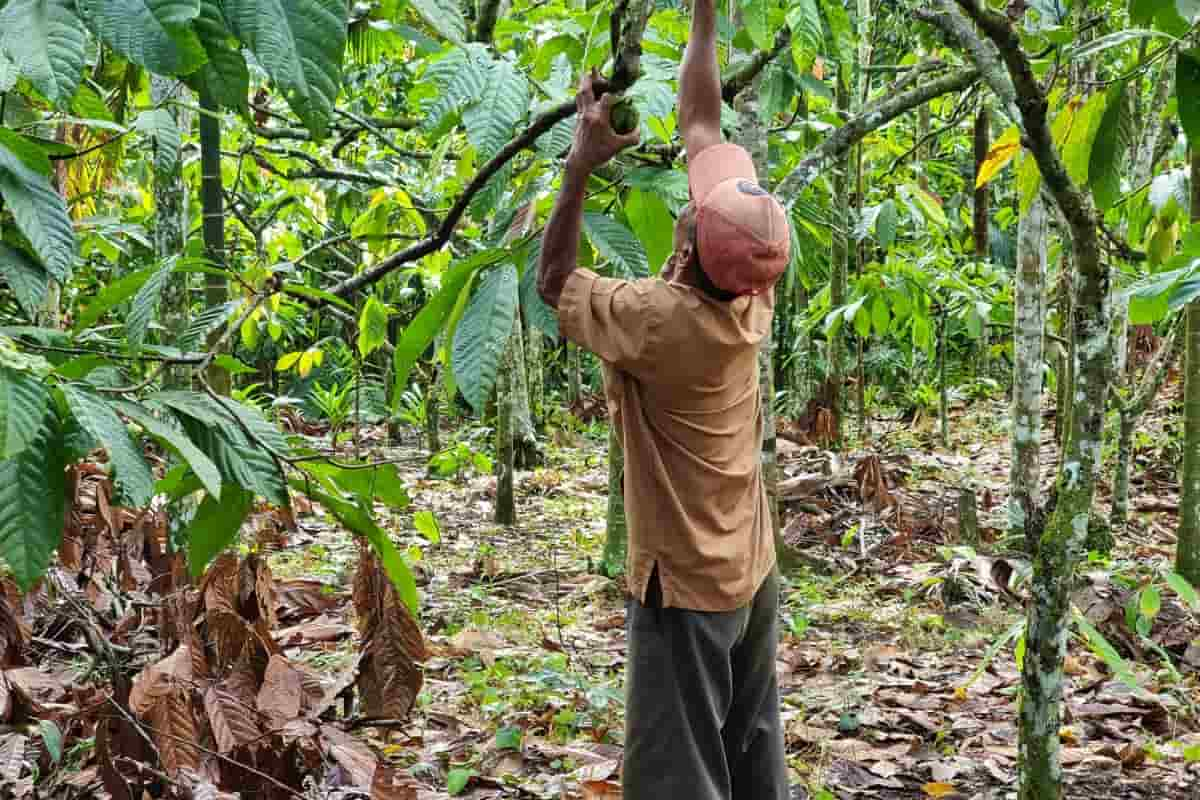 El cambio climático está generando condiciones propicias para el aumento de plagas y enfermedades que afectan al cacao. / Foto: Shutterstock