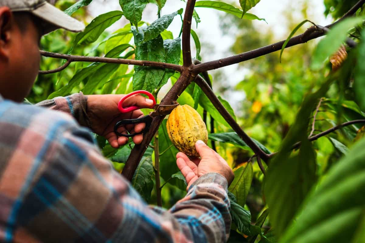 La producción de cacao está en riesgo por el cambio climático.