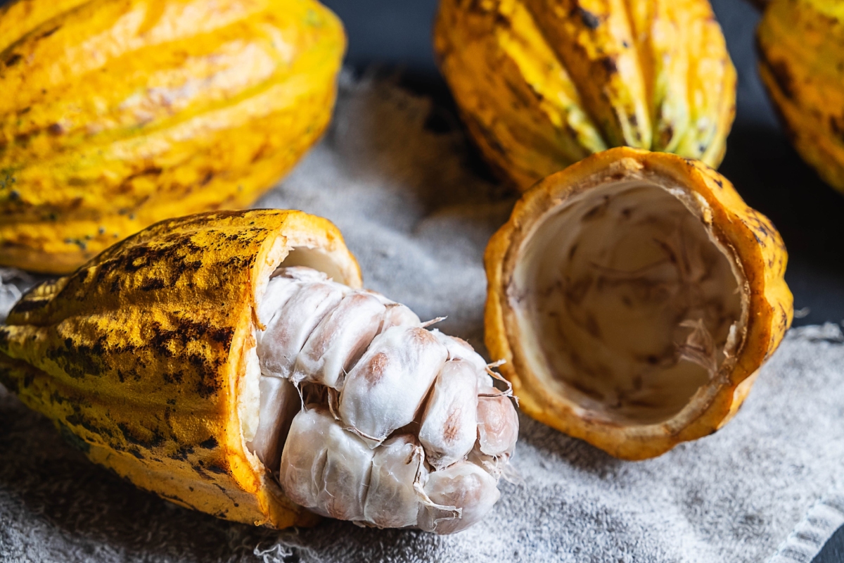 La producción de cacao está en riesgo por el cambio climático.