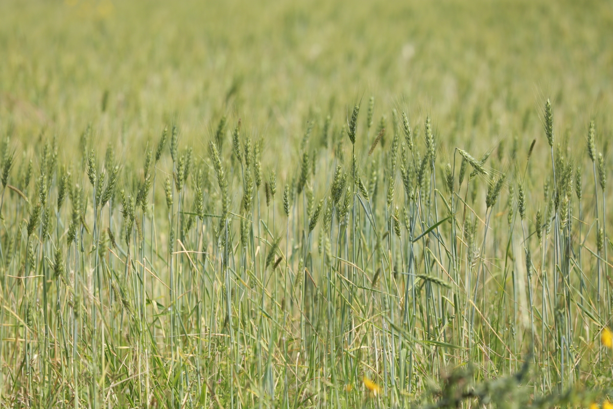 Teff: El Grano Antiguo que Ha Ganado Popularidad en la Alimentación Moderna.