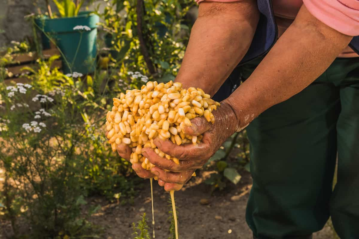 el nejayote sirve para desinflamar el estómago y se han descubierto nuevos beneficios nutricionales