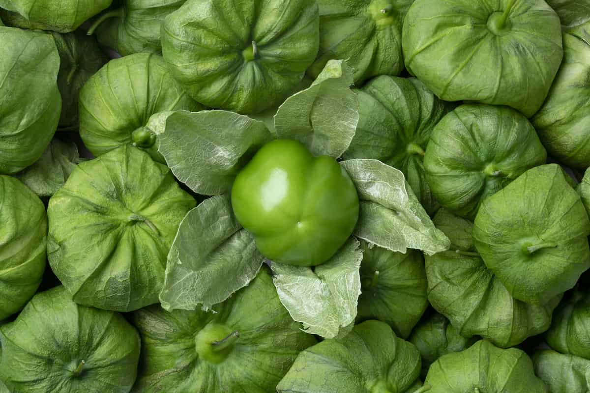 la cáscara de tomate tiene una enzima que hace que la masa sea perfecta para hacer tortillas