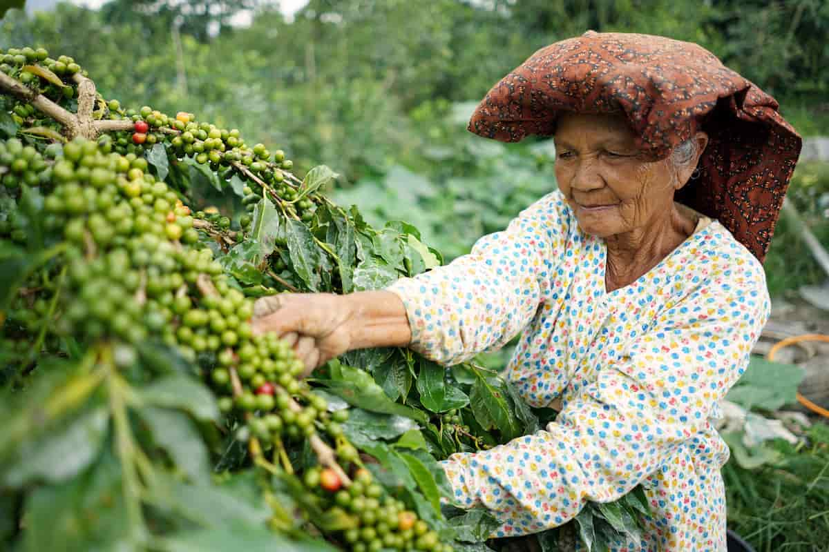 la civeta consume los granos y en estómago se fermentan para que las enzimas potencialicen su sabor