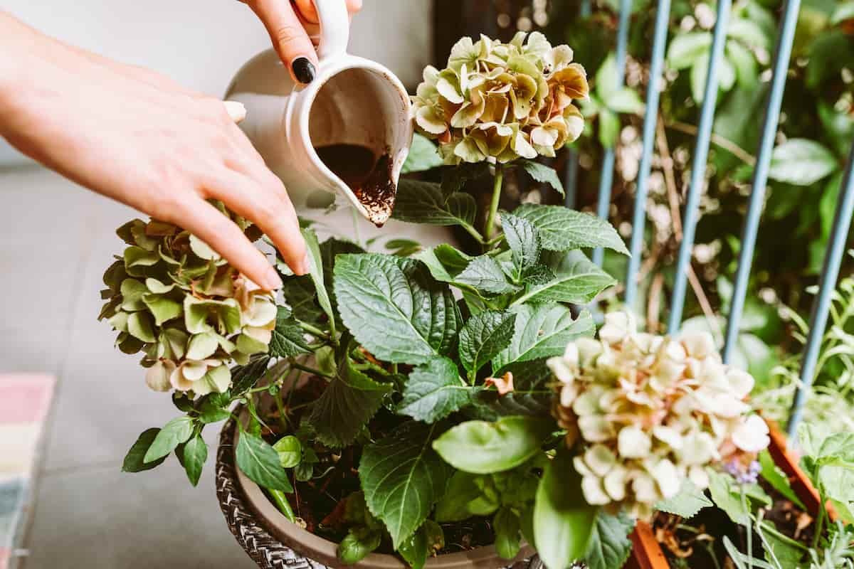 las mejores formas para utilizar el café sobrante en líquido