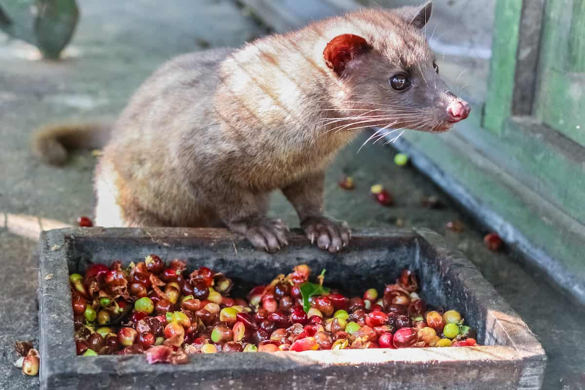 la civeta es un mamífero conocido por consumir granos de café y procesarlos para hacer el café más caro del mundo