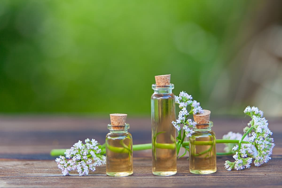 Te decimos todo sobre la flor de valeriana y sus beneficios para el insomnio.