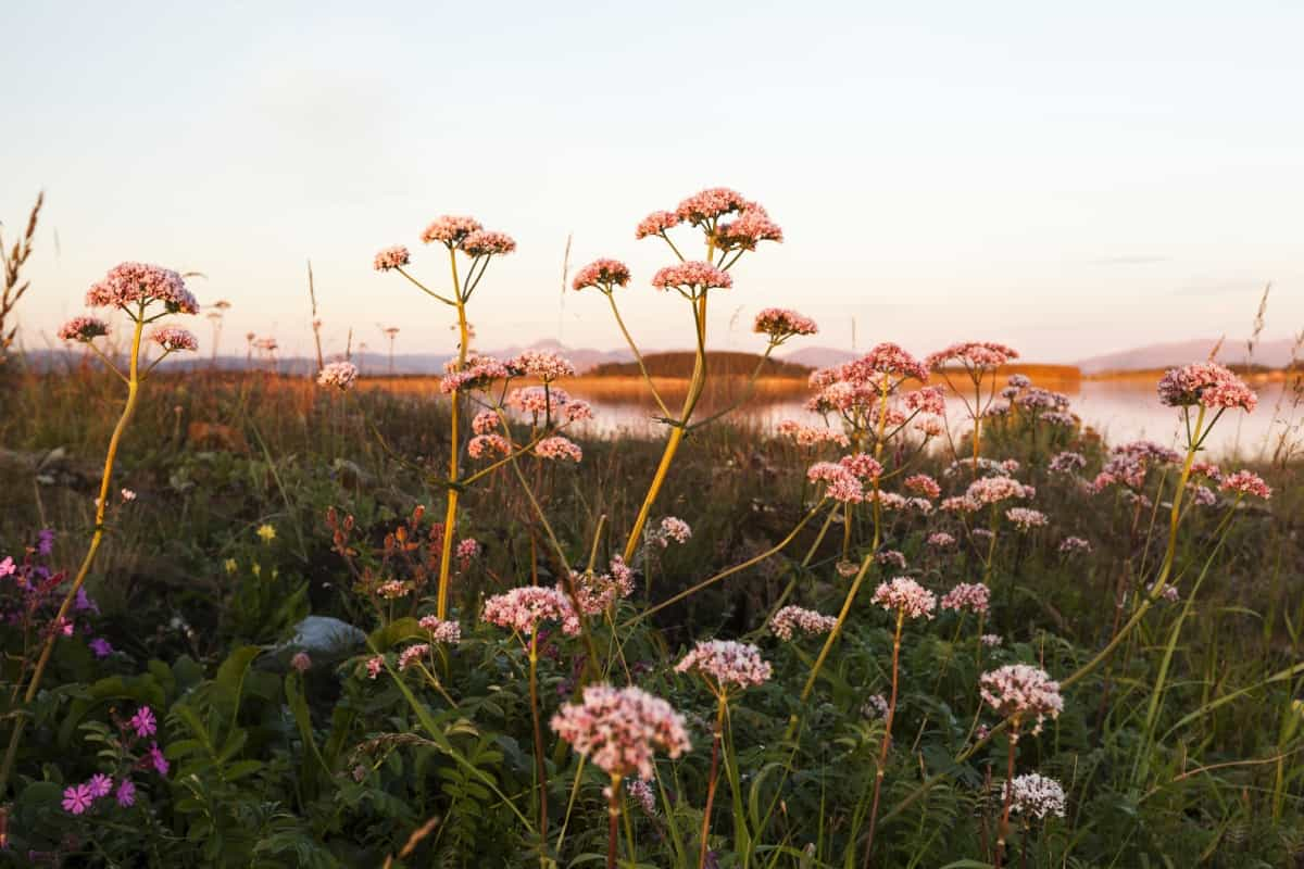 Te decimos todo sobre la flor de valeriana y sus beneficios para el insomnio.