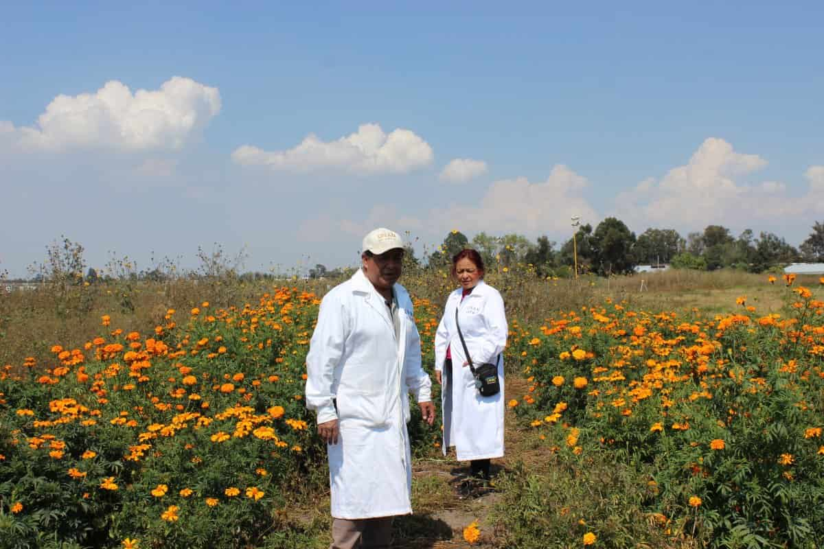 cempasúchil cultivado sin agroquímicos