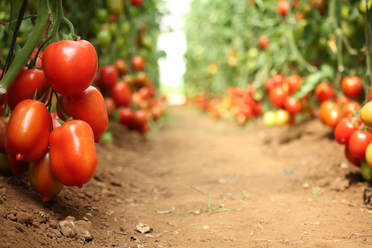 el tomate es uno de los productos más consumidos en Estados Unidos y proviene de México