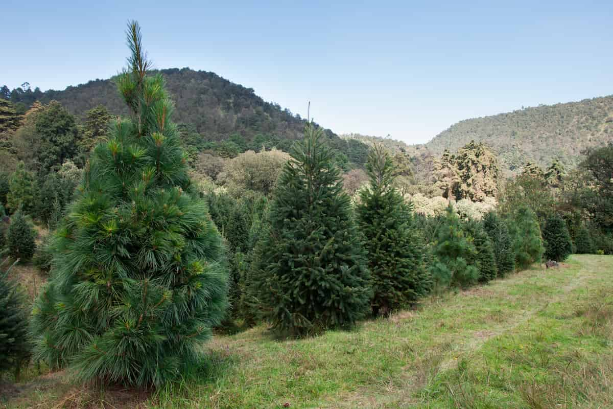 árboles de Navidad en Amecameca