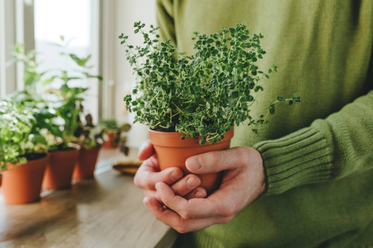 Cómo cultivar hierbas de olor desde casa.