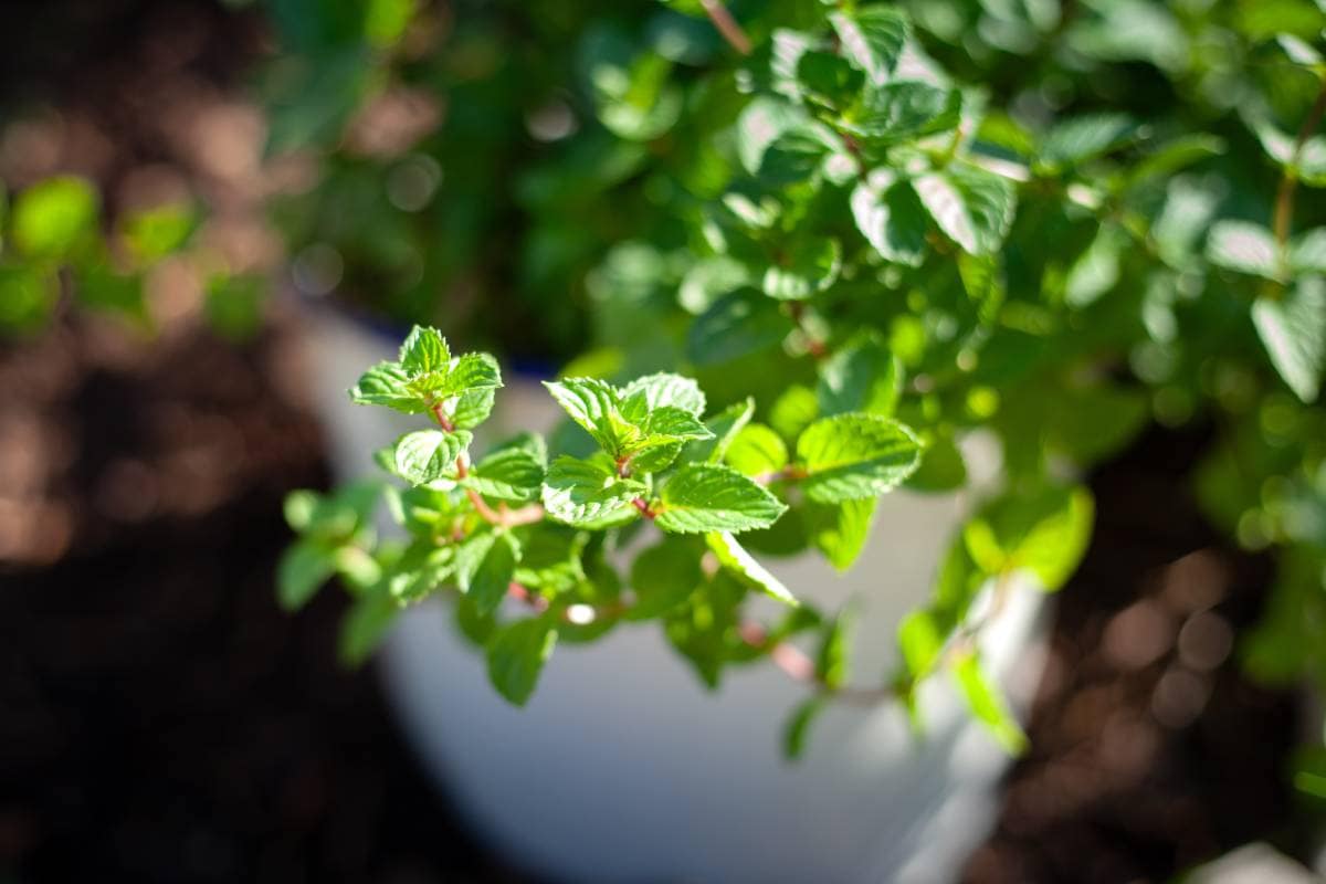 Cómo cultivar hierbas de olor desde casa.