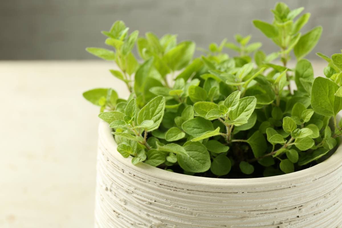 Cómo cultivar hierbas de olor desde casa.