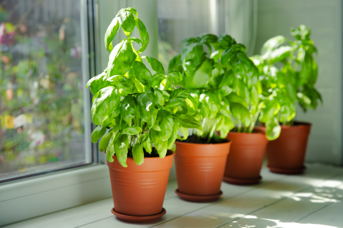 Cómo cultivar hierbas de olor desde casa.