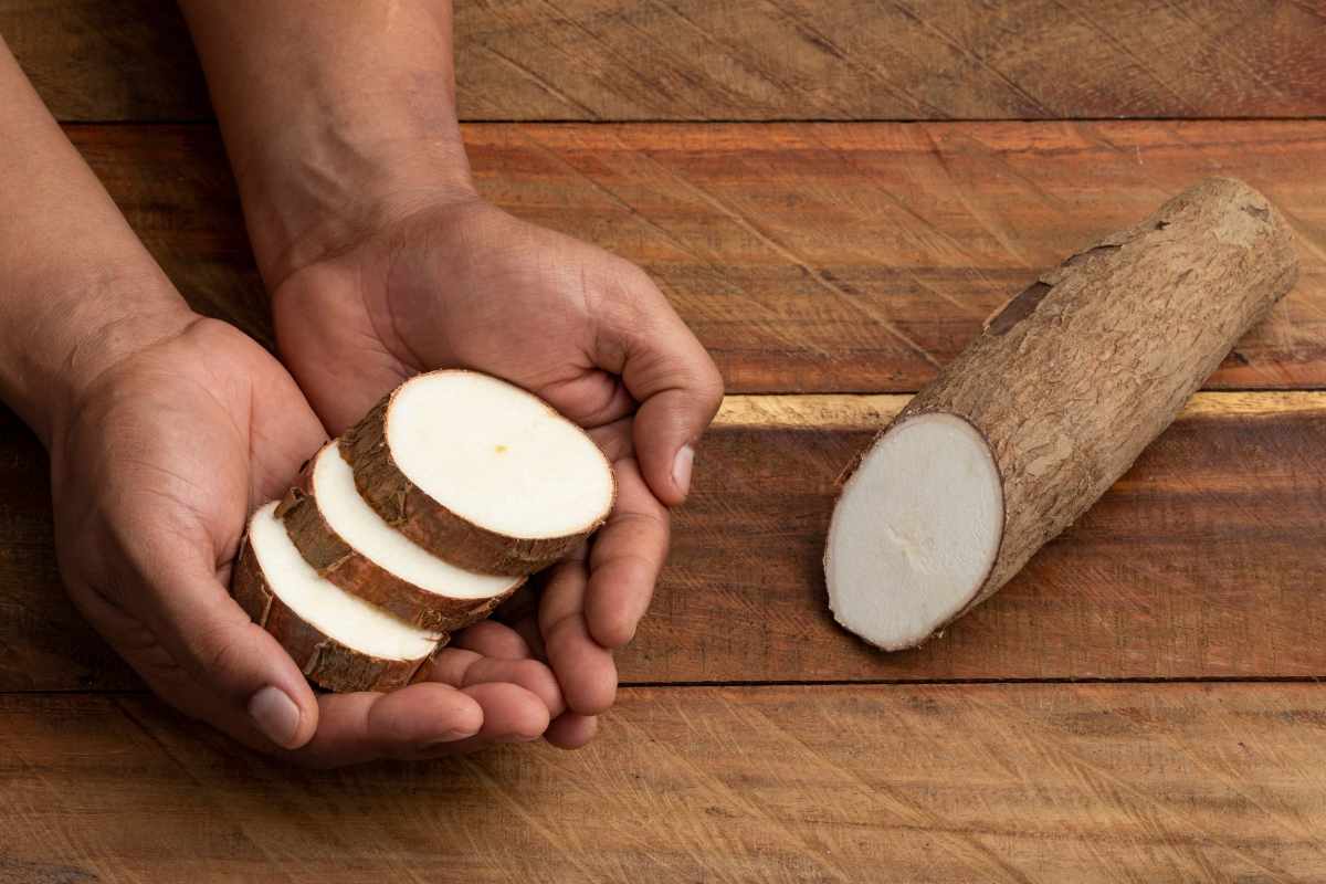 La yuca es el ingrediente principal para la preparación del casabe