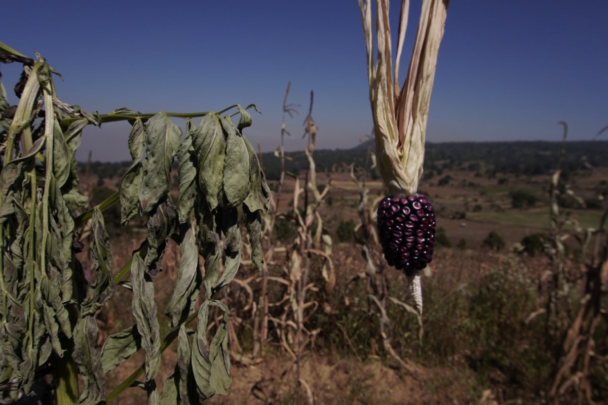 Milpa, policultivo tradicional