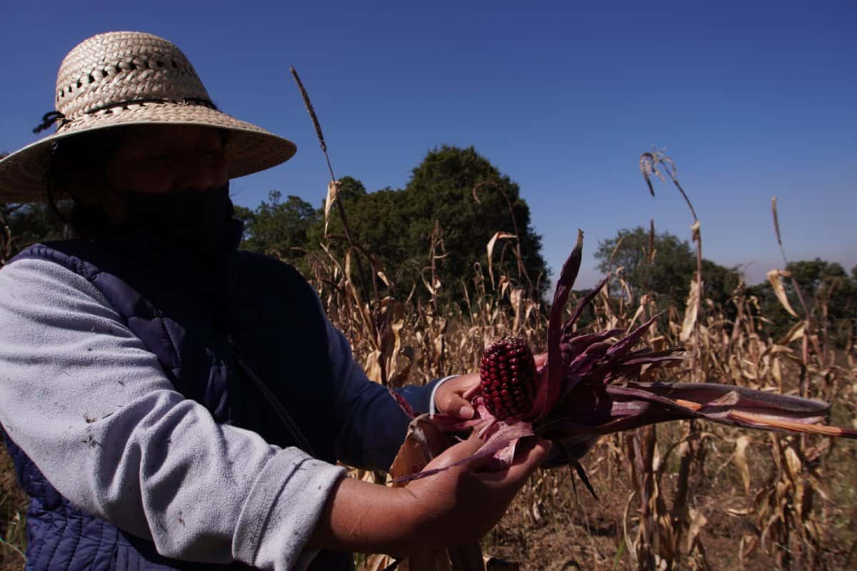 Colectivo mexicano de mujeres que cultiva maíz